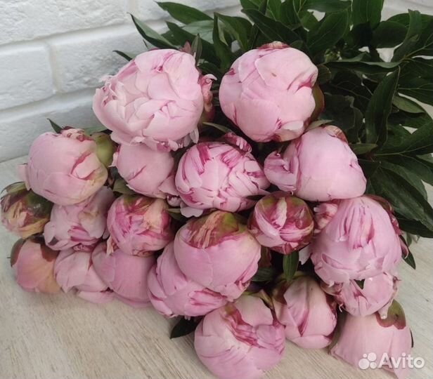 19 пионов в крафте спб букет