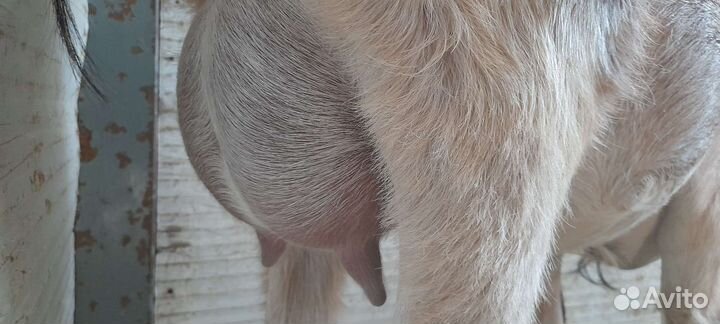 Коза альпийская