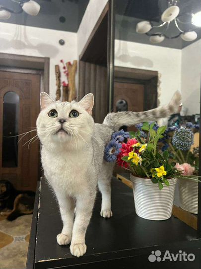 Котик в добрые руки