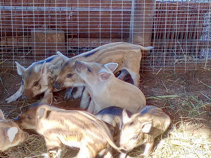Поросята мангалица + русская белая