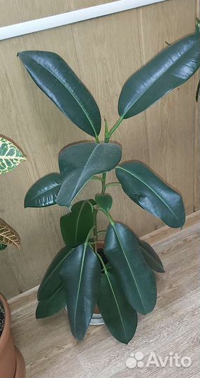 Фикус Белис,кротон,шефлера,сциндапсус,филодендрон