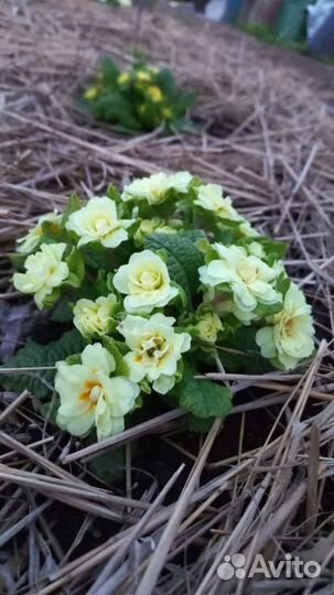 Примула махровая многолетняя серии Беларина