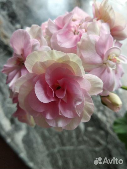 Герани-Пеларгонии сортовые