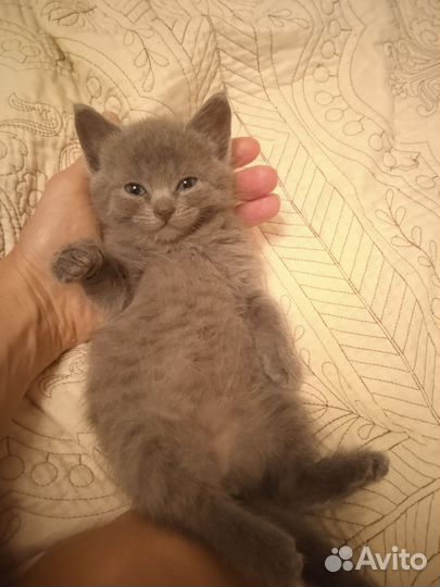 Кошечка в добрые руки