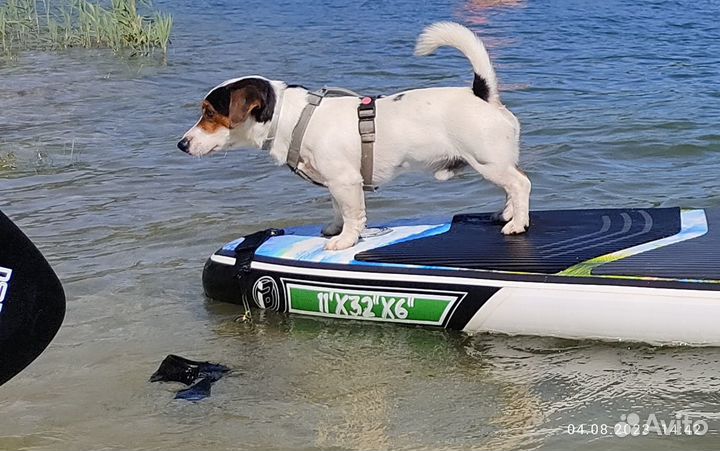 Джек Рассел для участия в фотосессиях, видеосъёмке