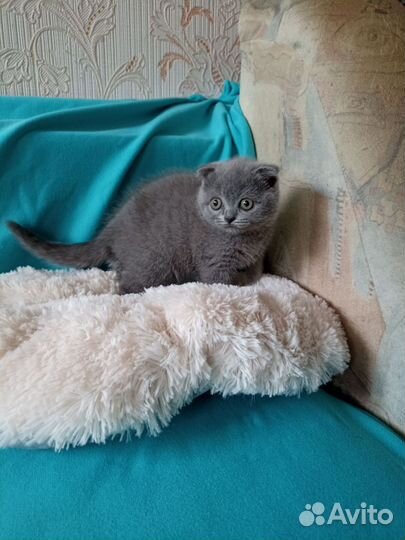 Шотландские котята