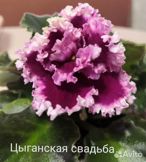 Фиалка лист на срез