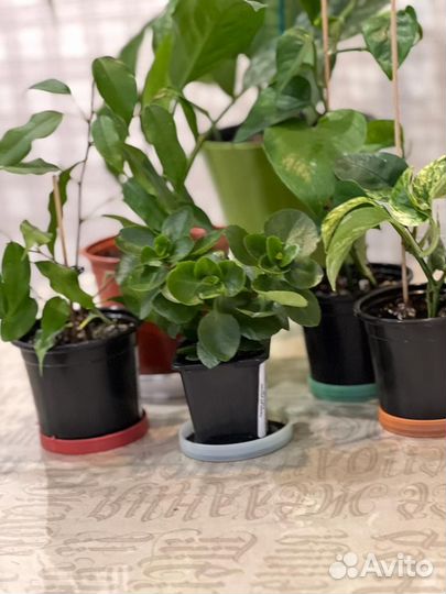 Эпипремнум