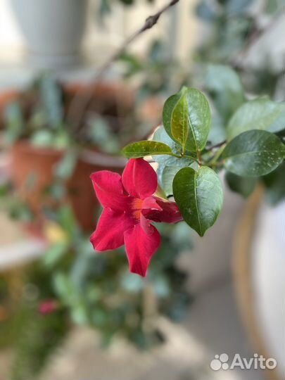 Комнатные цветы в Севастополе