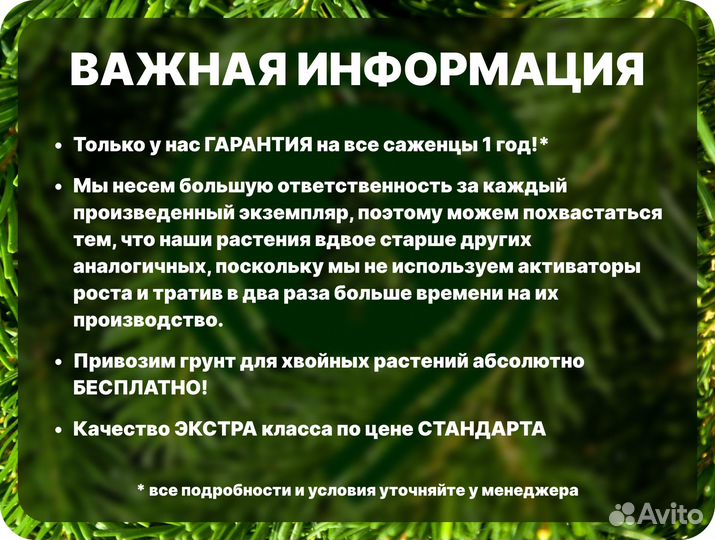 Голубая ель крупномер с бесплатной доставкой