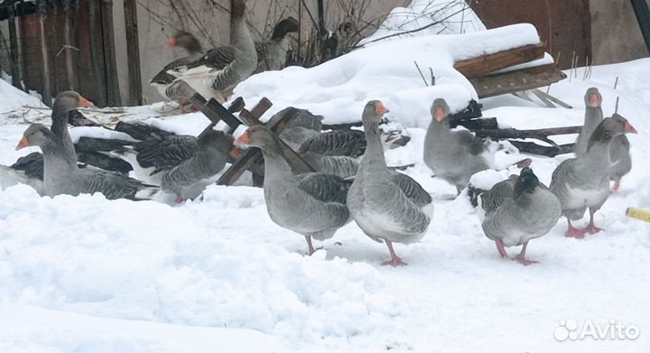 Инкубационное яйцо гусей