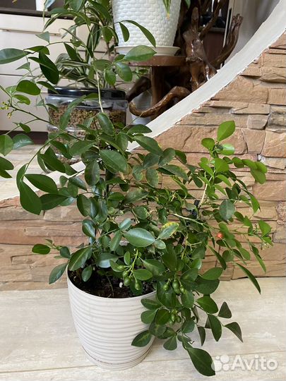 Муррайя карликовая