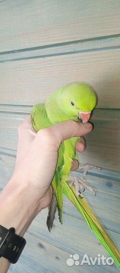 Ожереловый попугай выкормыш