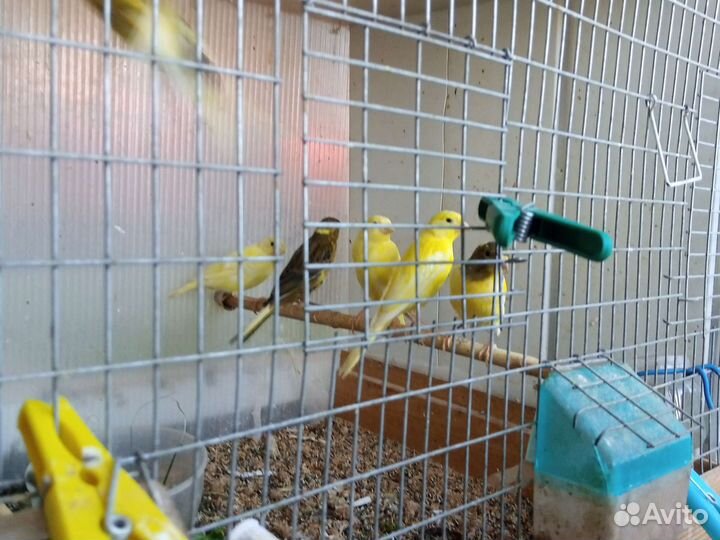 Канарейки самцы, самки