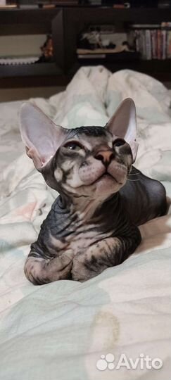 Донской сфинкс кошечка