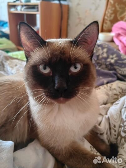 Сиамский кот