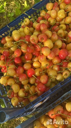 Черешня оптом