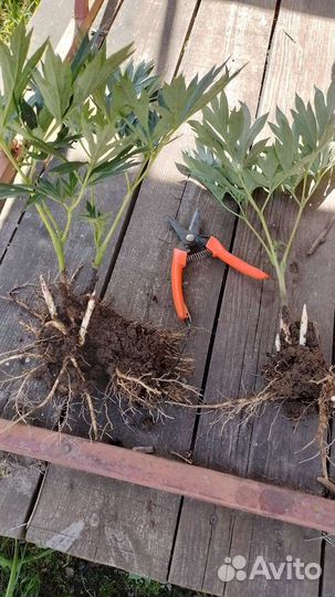 Пион Бартзелла