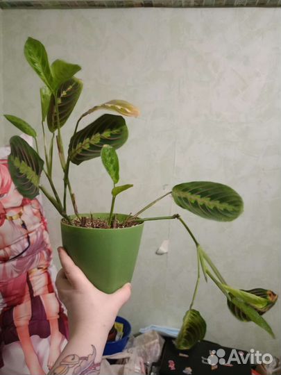 Маранта триколор