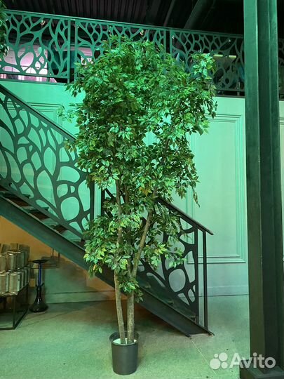 Искусственный фикус