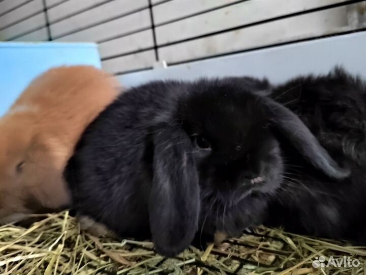 Кролик минилоп minilop