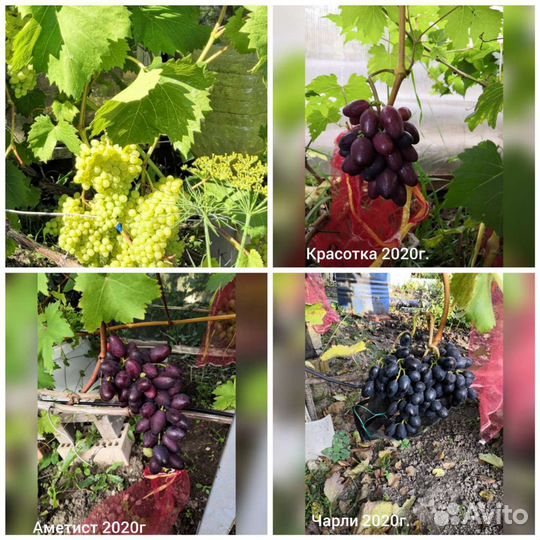 Пророщенные черенки винограда