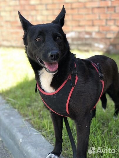 Собаки в дар