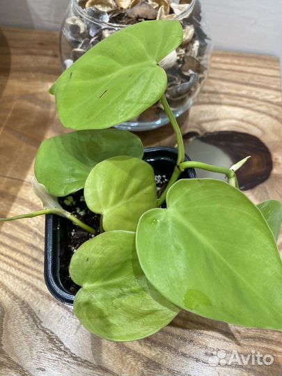 Филодендрон Лемон Лайм Lemon Lime