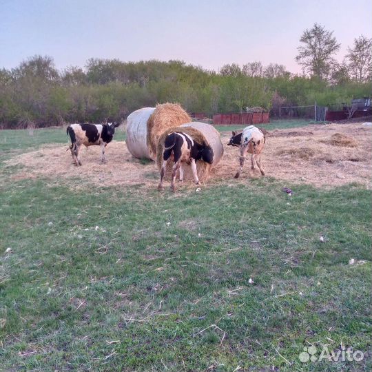 Продам 2 бычка и телочка