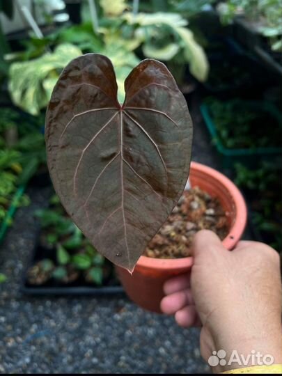 Растения из Тайланда