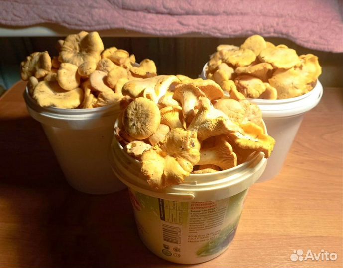 Грибы лисички свежие