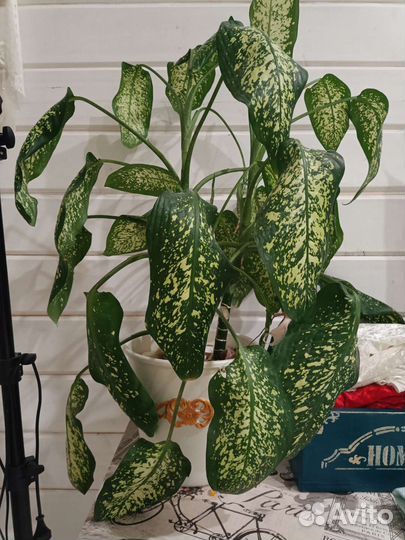 Диффенбахия