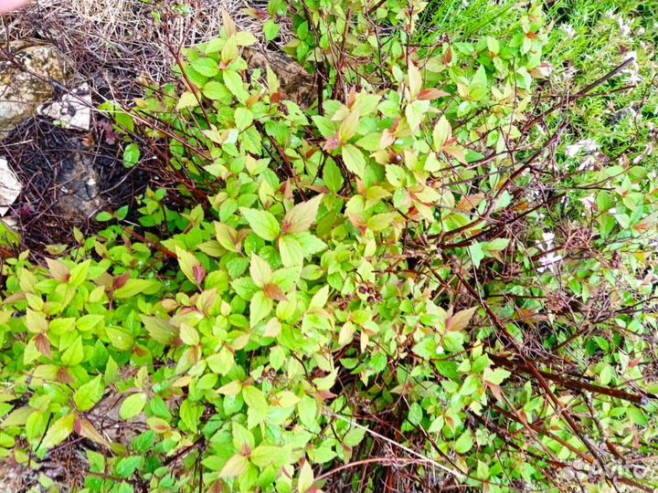 Магония падуболистная,бадан,хоста,спирея японская