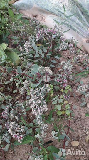 Цветы для сада