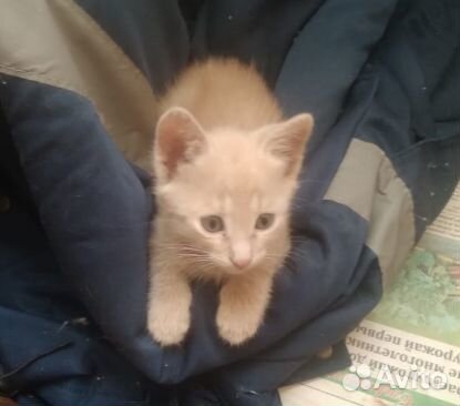 Отдам в добрые руки