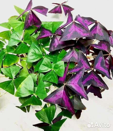 Кислица-бабочки.обмен