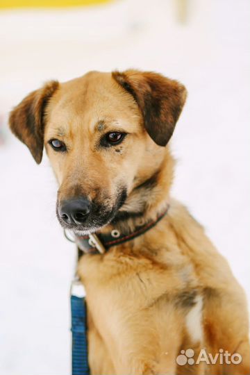 Очень красивая молодая собака Рейчел