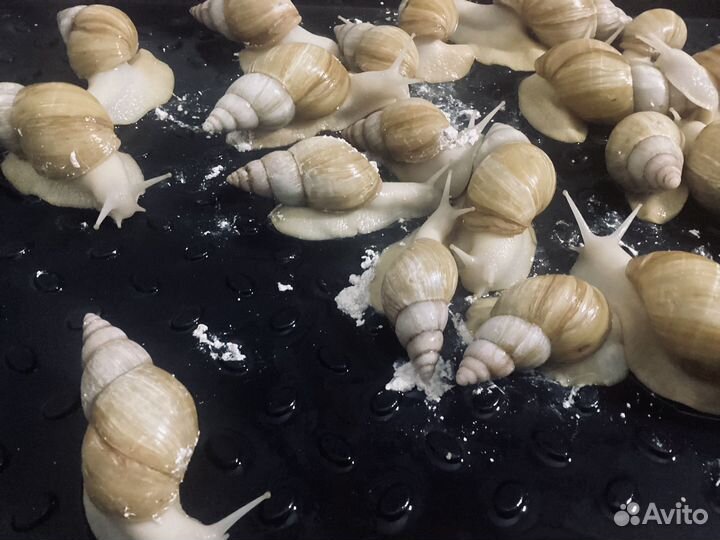 Улитки ахатины альбиносы