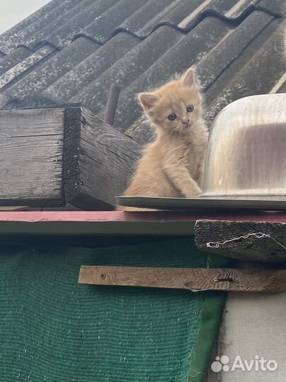 Домашние животные кошки