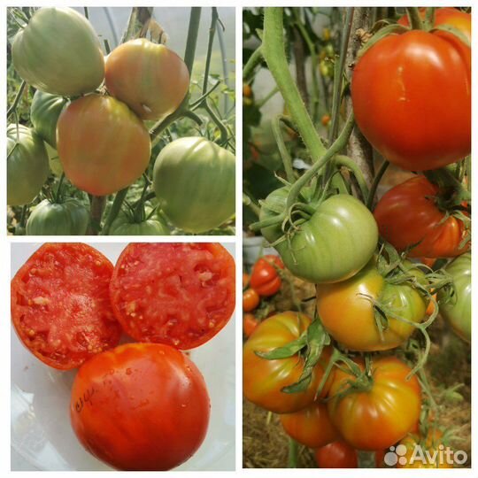 Семена томатов