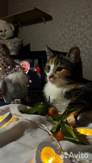 Кошка на вязку