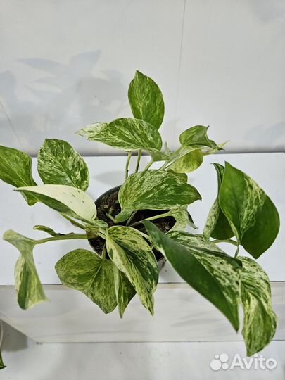 Комнатные растения цветы