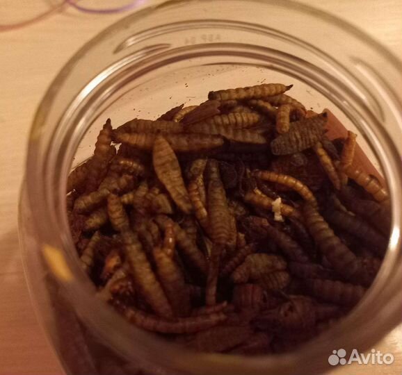 Лакомство для грызунов