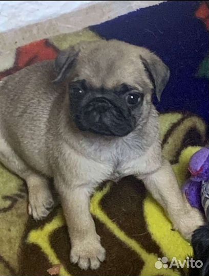 Щенки мопса