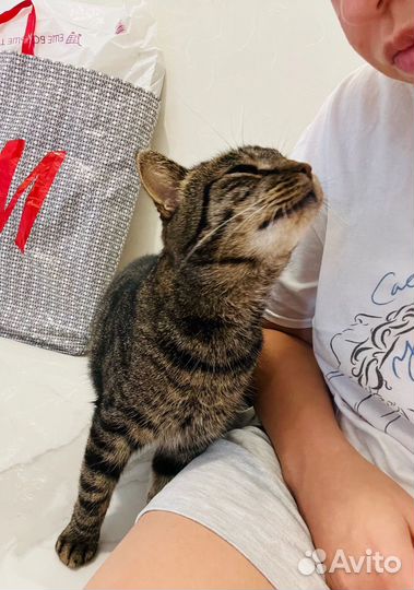 Тигр ласковый и ничей