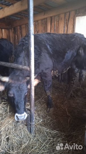 Телка 2 года