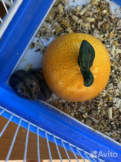 Джунгарский хомяк