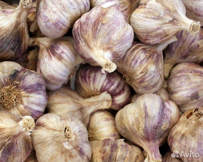 Чеснок урожай 2023