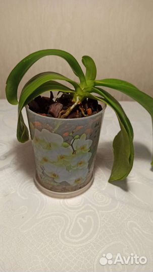 Орхидея фаленопсис