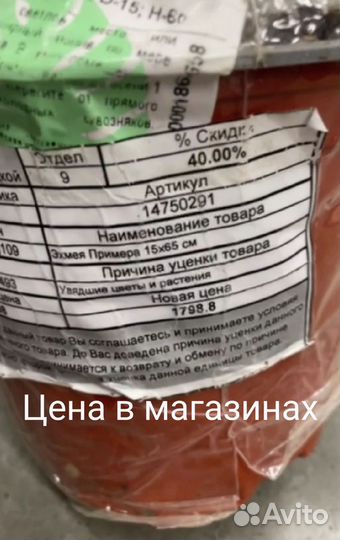 Цветы комнатные